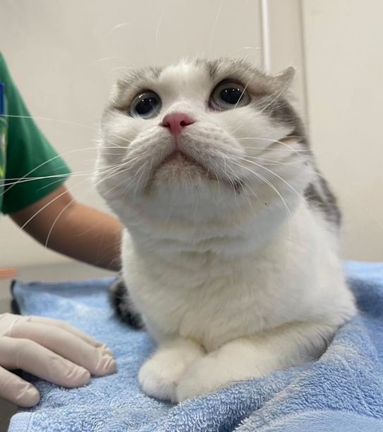 น้องลูมิ มีปัญหาช่องปาก และเหงือกอักเสบ เลือดออกในช่องปากเยอะมาก น้องลูมิ มีปัญหาช่องปาก และเหงือกอักเสบ เลือดออกในช่องปากเยอะมาก